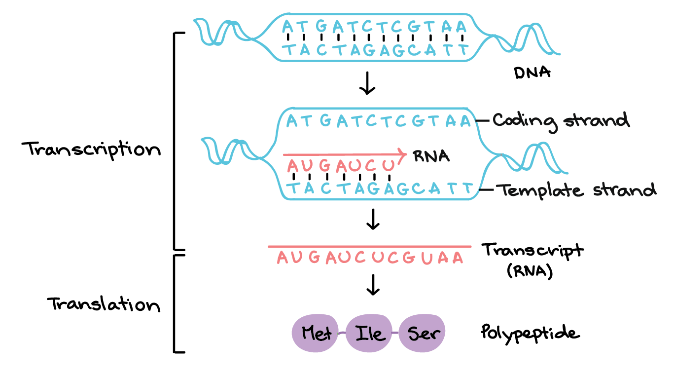 Coding And Template Strand Of Dna